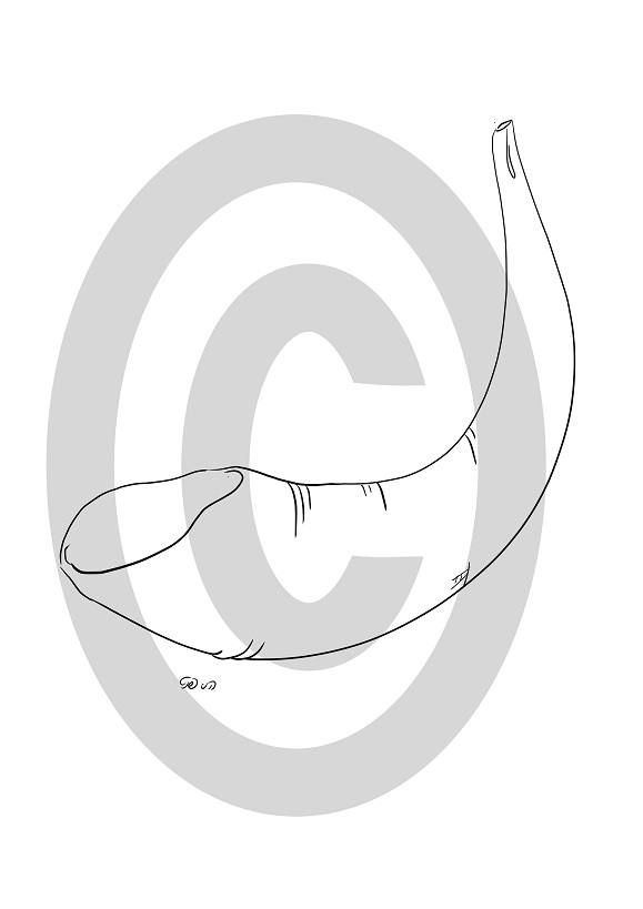 שופר (הני פנט)