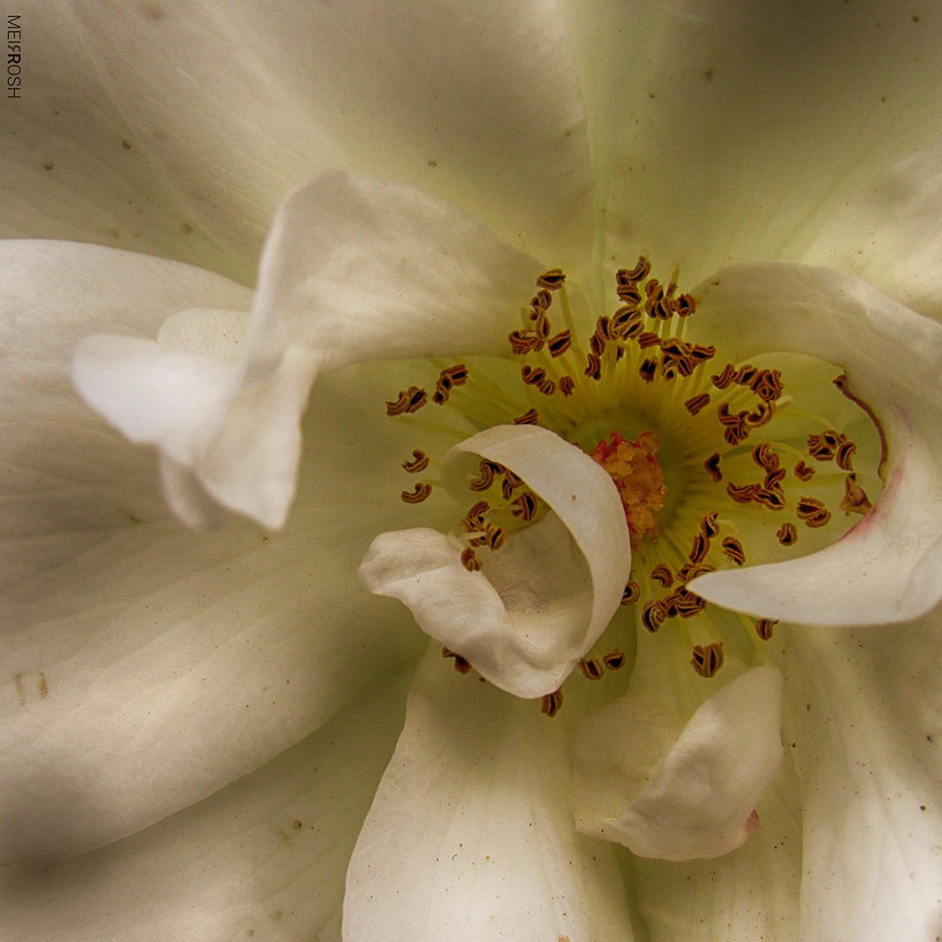 שושנה בתקריב