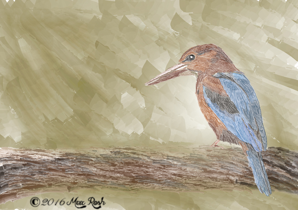 שלדג מברשות מים באילוסטרייטור