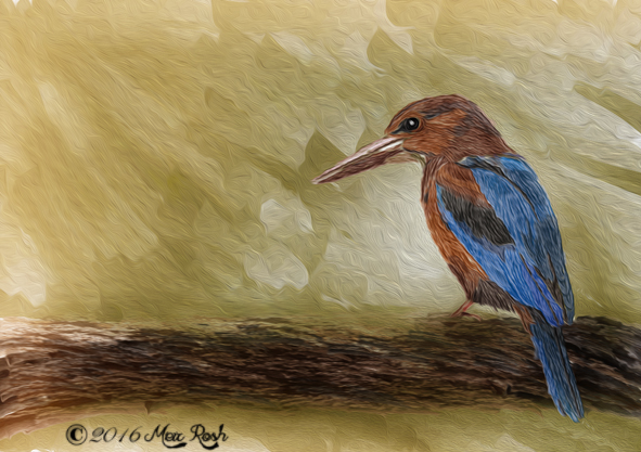 שלדג שיפורי צבעים ועוד בפוטושופ