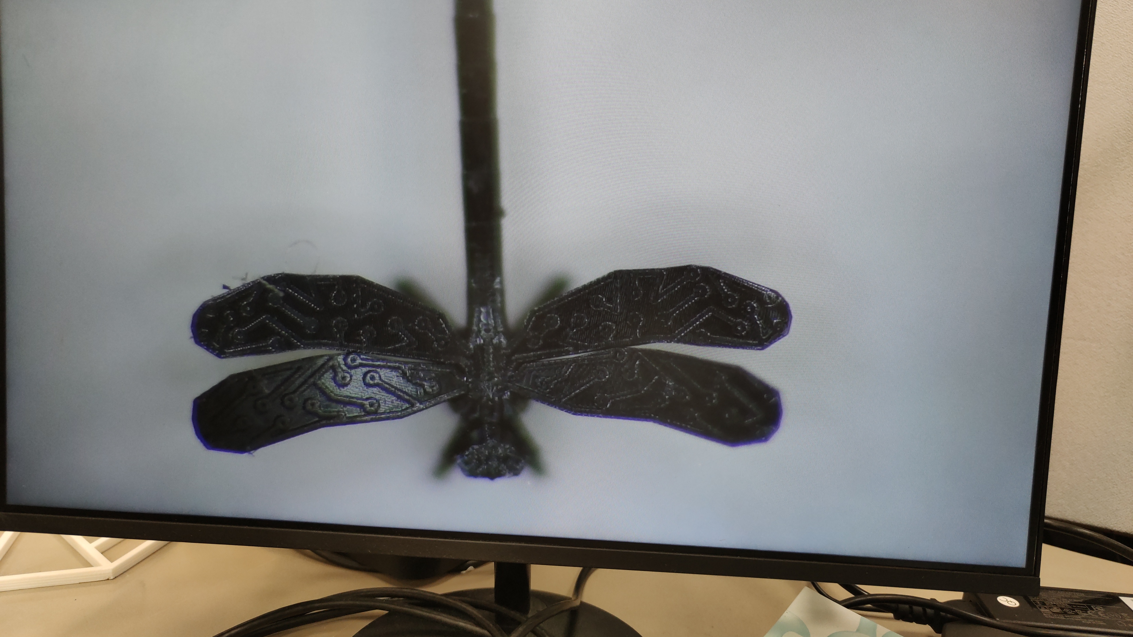 שפירית זעירה - הגדלה במיקרוסקופ (מעוצבת בהתאם ללוגו של Nano Dimension)