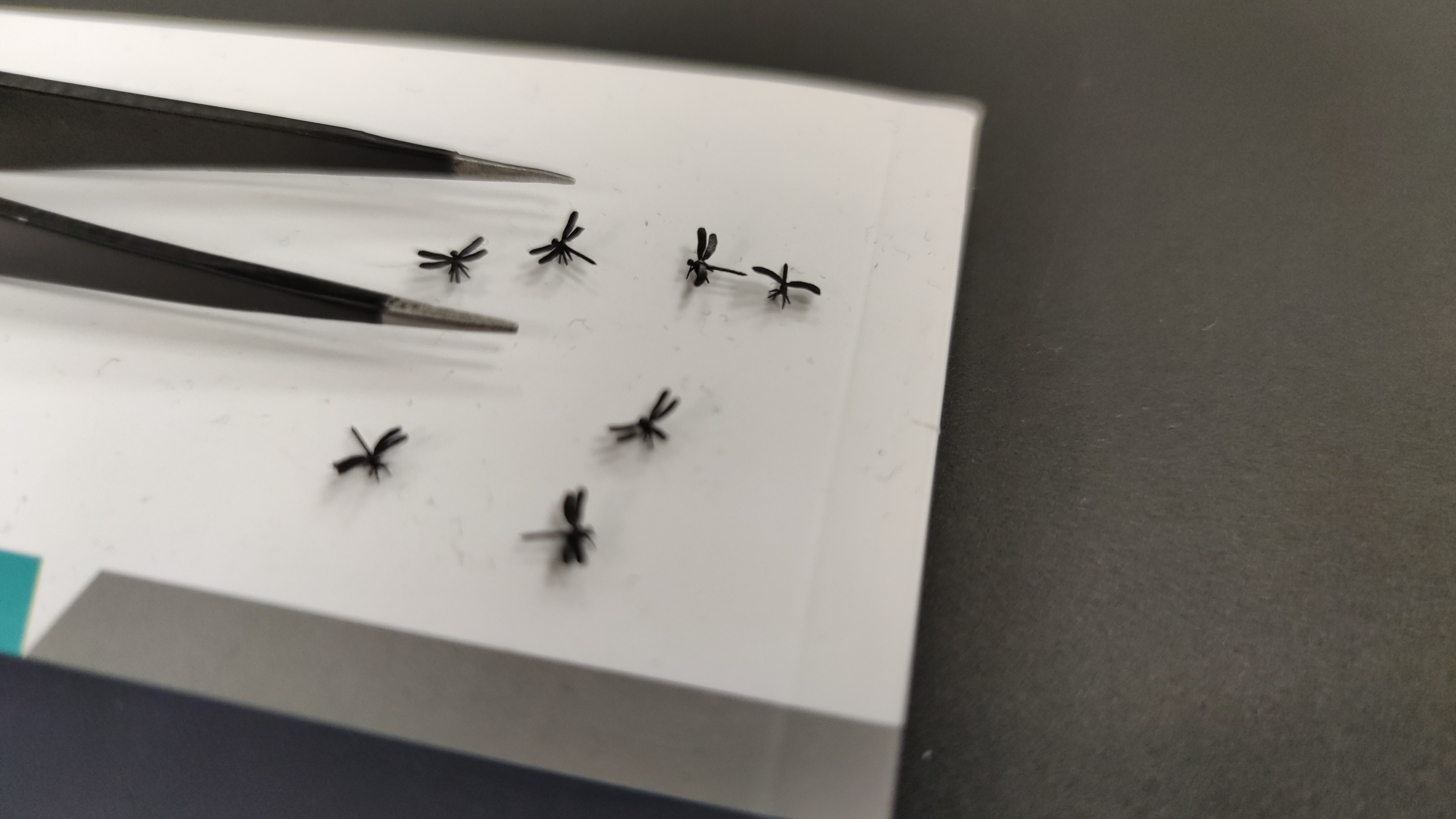 שפירית זעירה (מעוצבת בהתאם ללוגו של Nano Dimension)