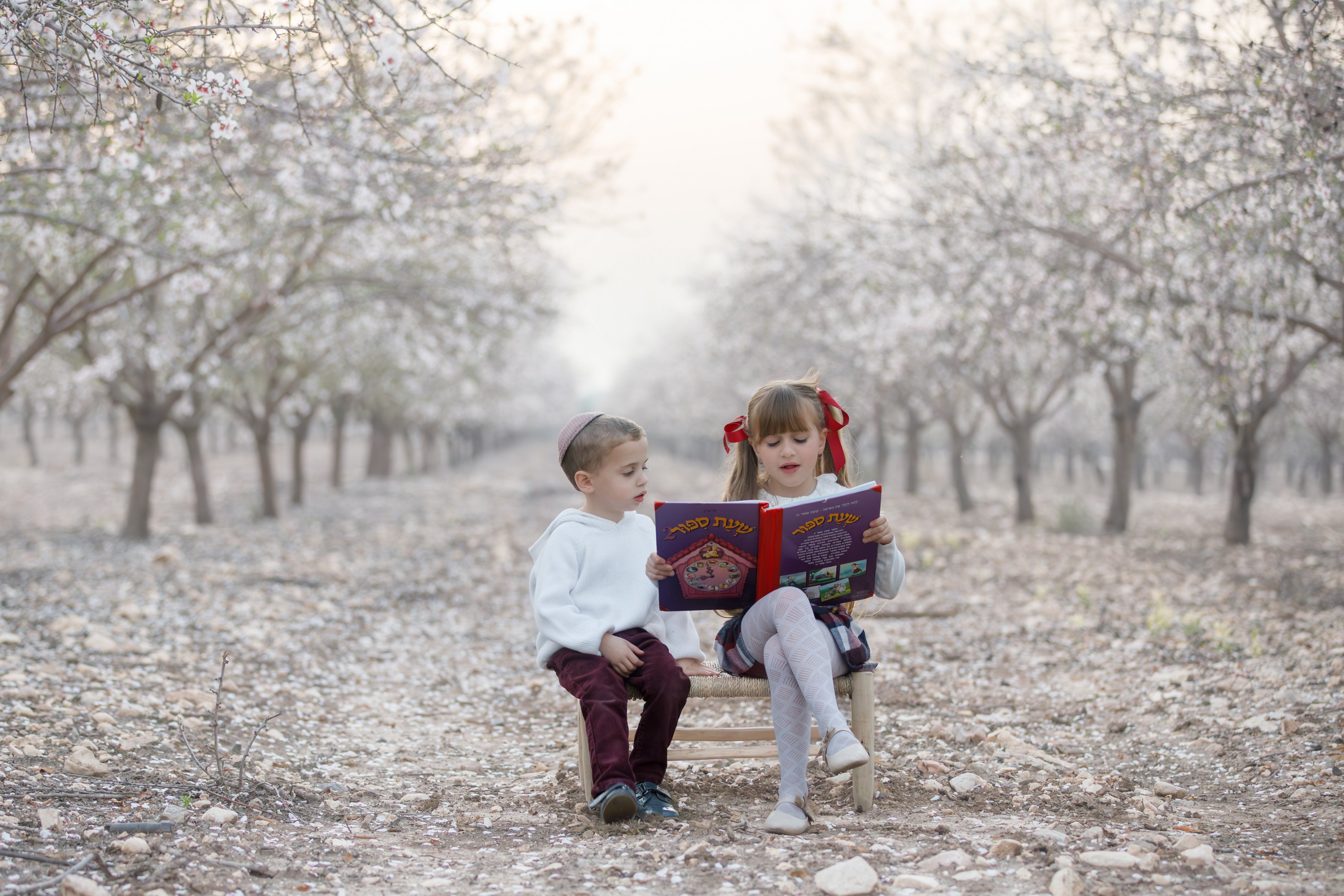 שקדיות  (4).JPG