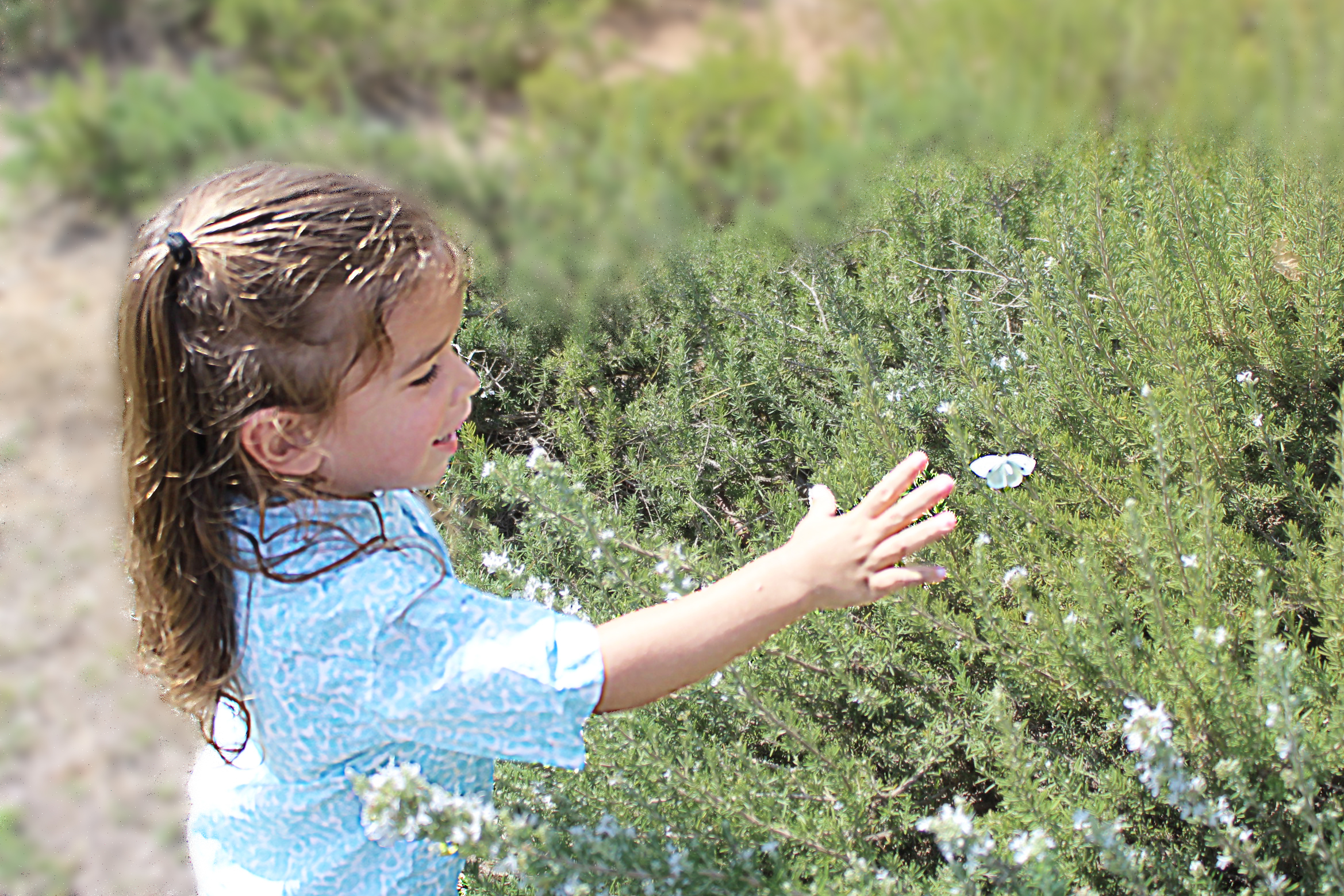 שרוליק חלאקה7.jpg