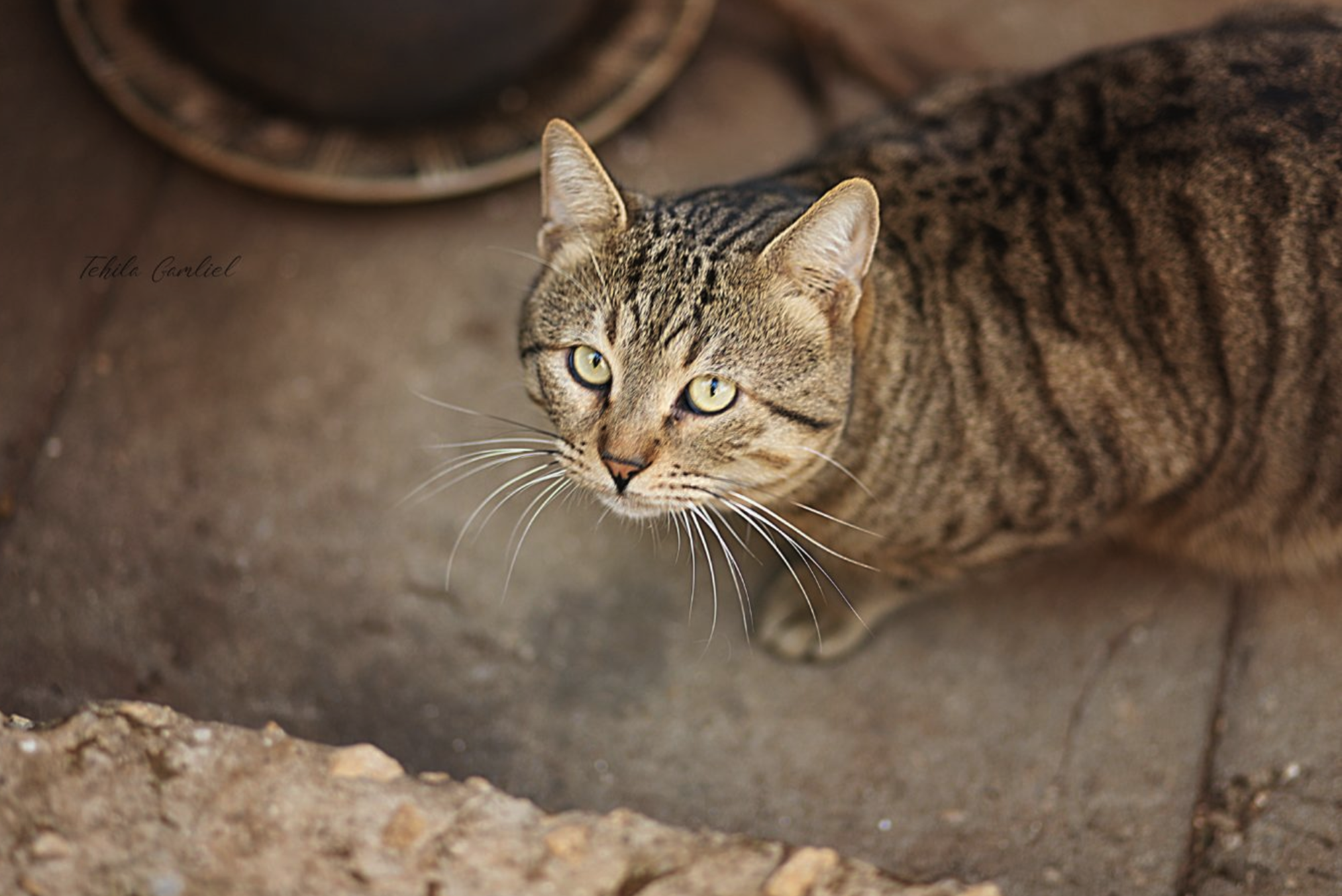 תהילה גמליאל