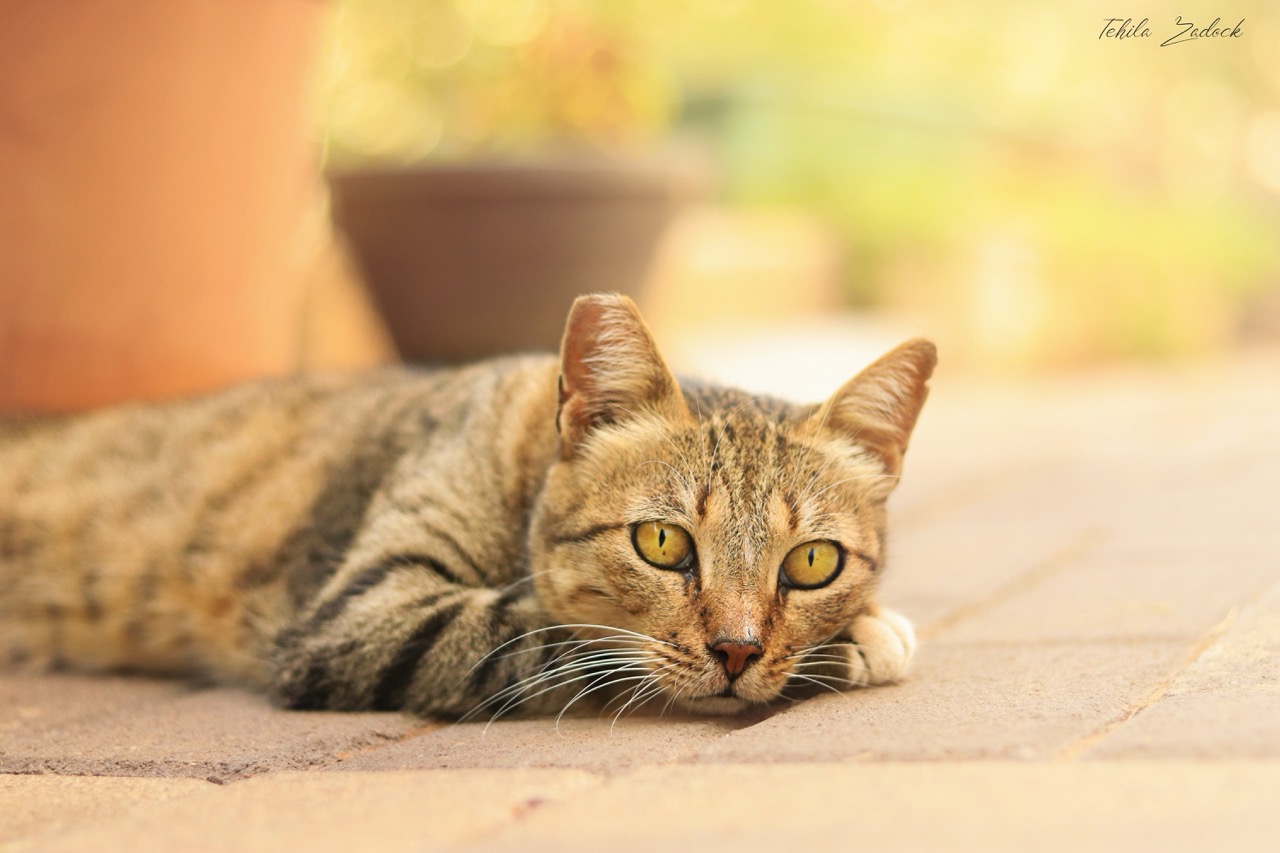 תהילה גמליאל