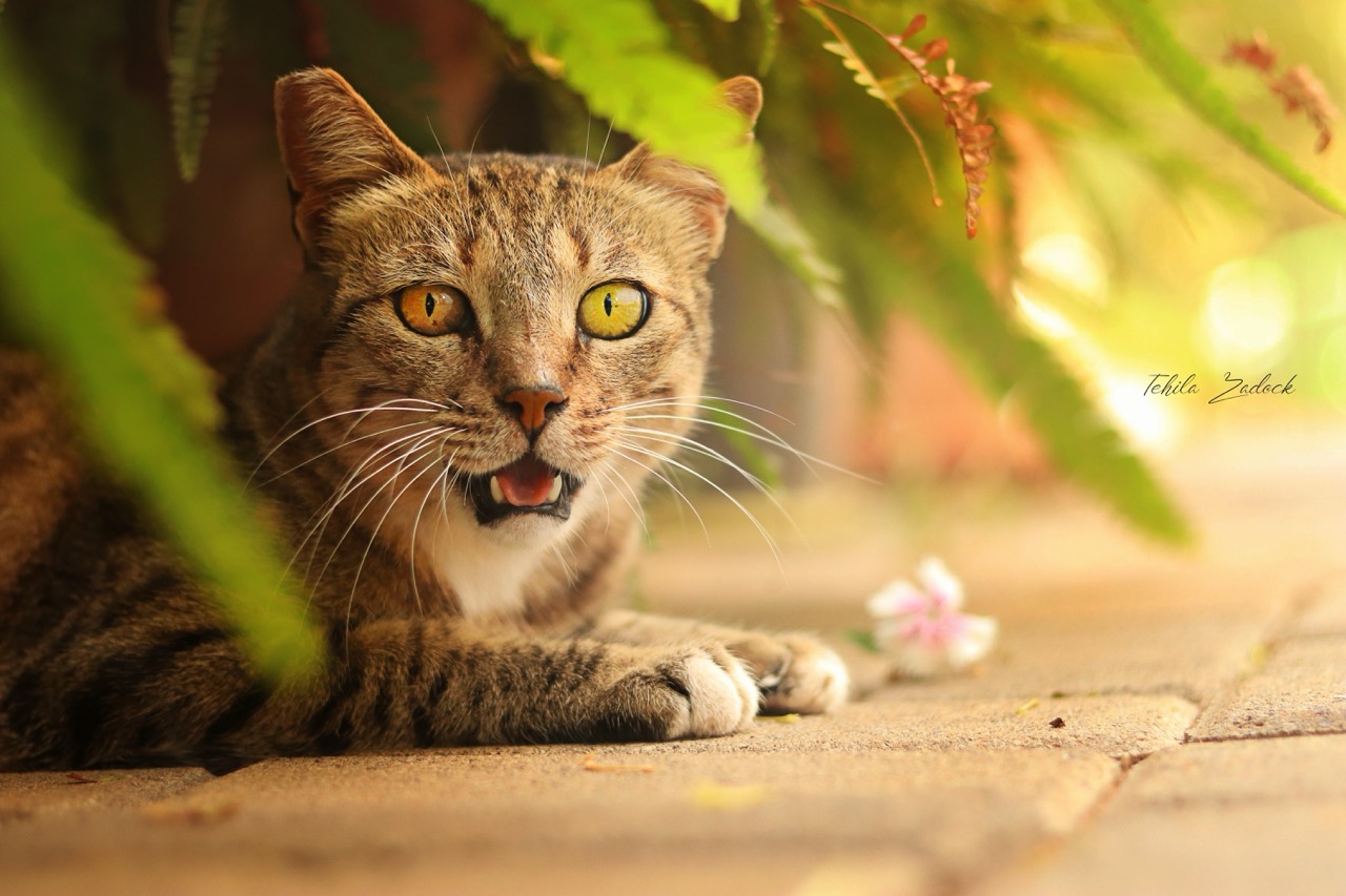 תהילה גמליאל