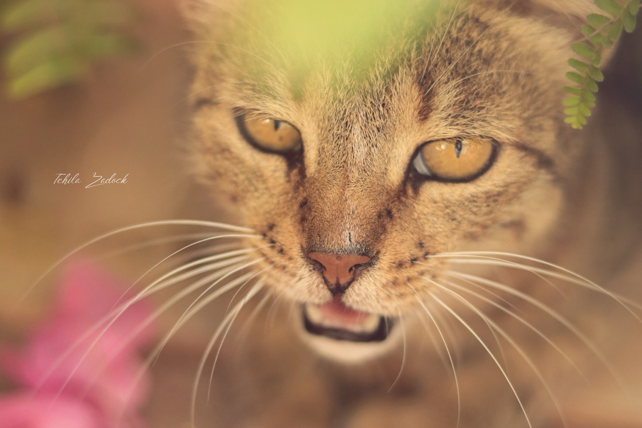 תהילה גמליאל