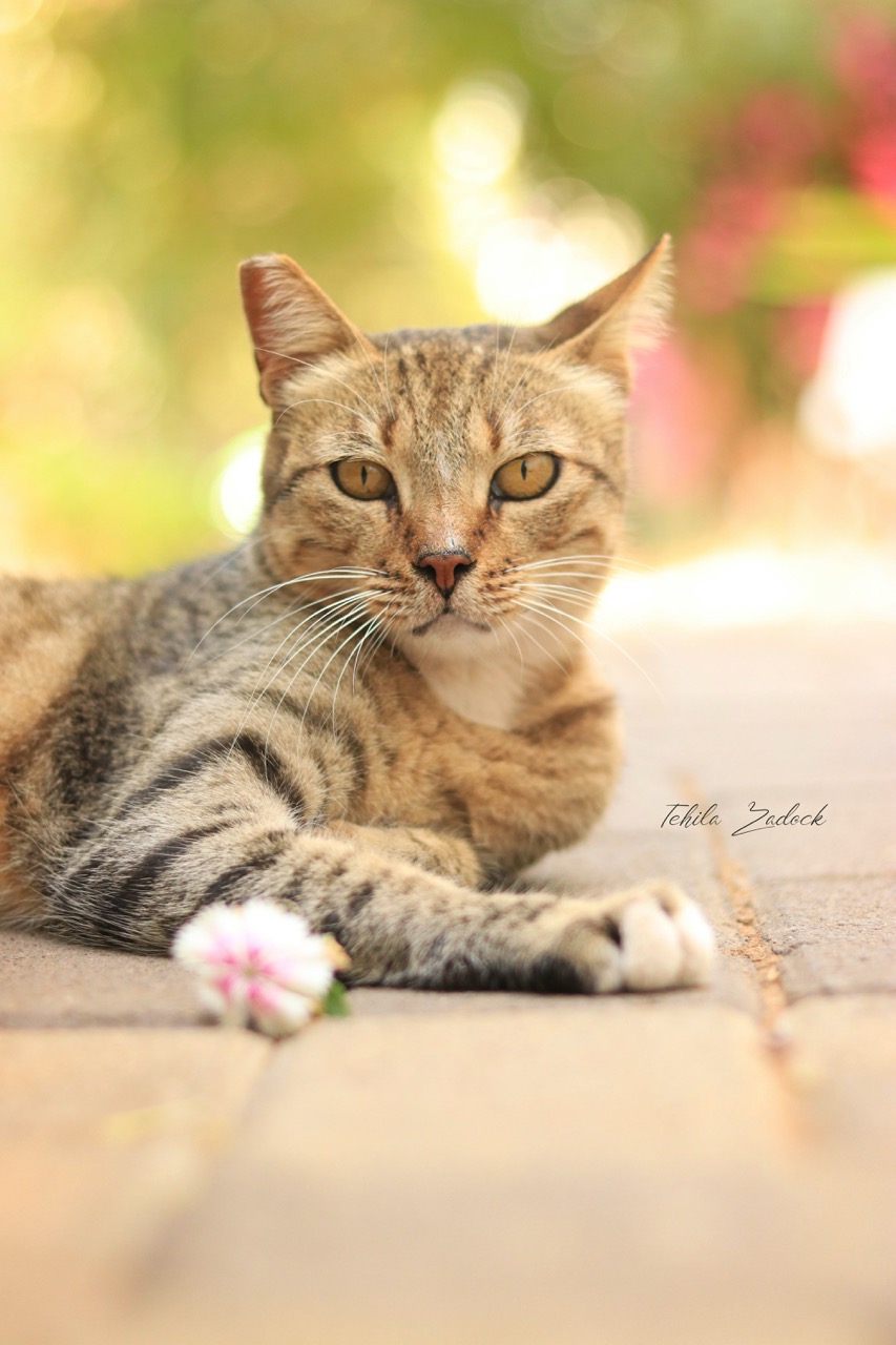 תהילה גמליאל