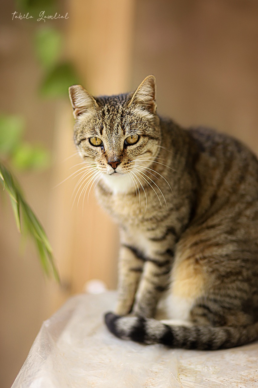 תהילה גמליאל