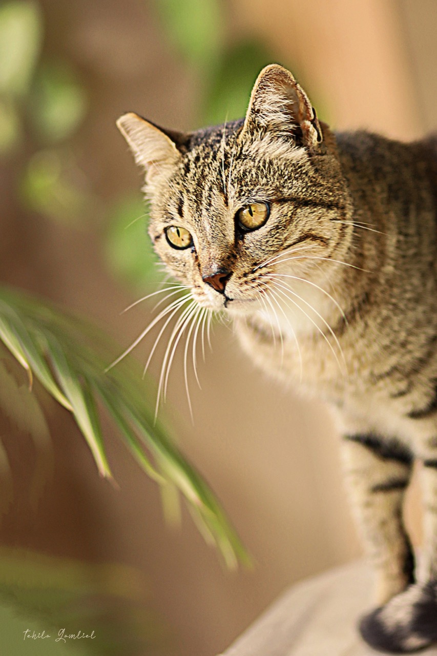 תהילה גמליאל