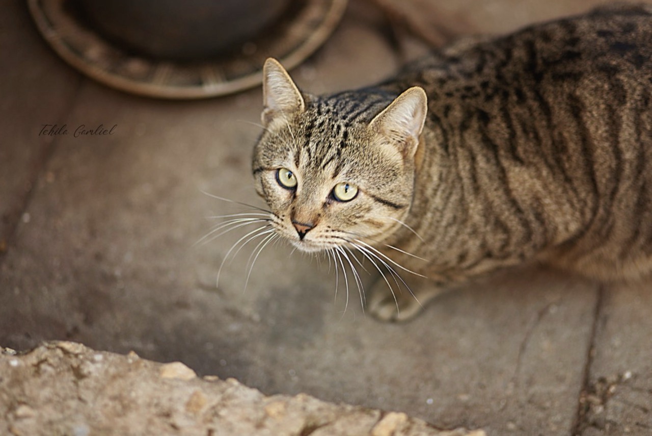 תהילה גמליאל