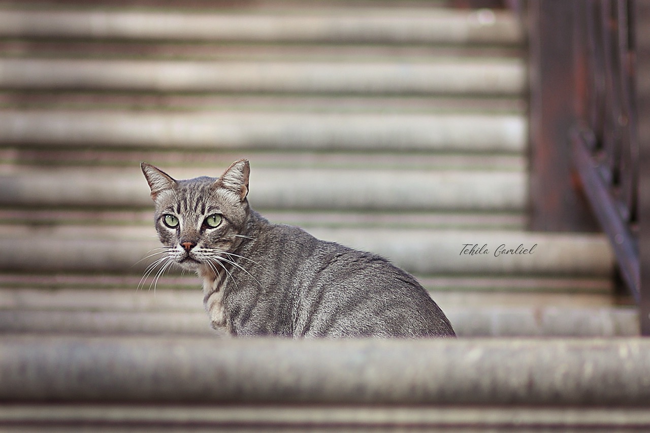 תהילה גמליאל