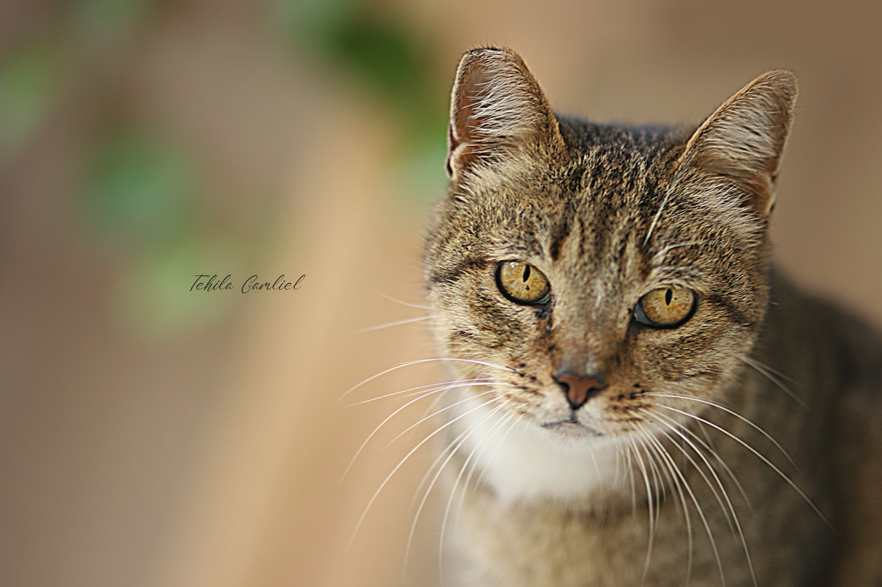 תהילה גמליאל