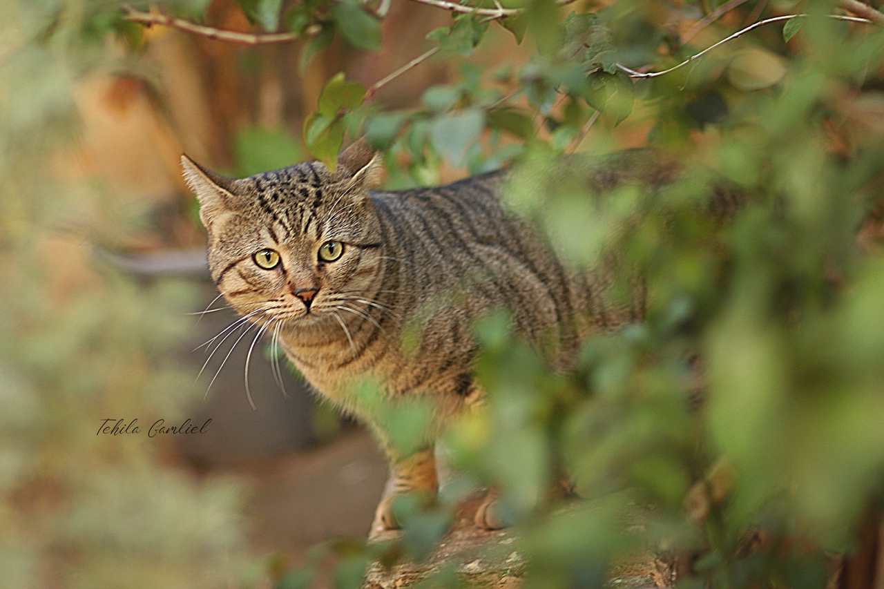 תהילה גמליאל