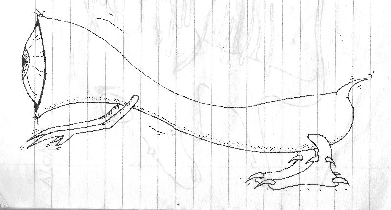 תולעת עם ידיים