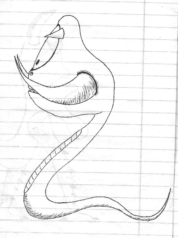 תולעת שן הפיל