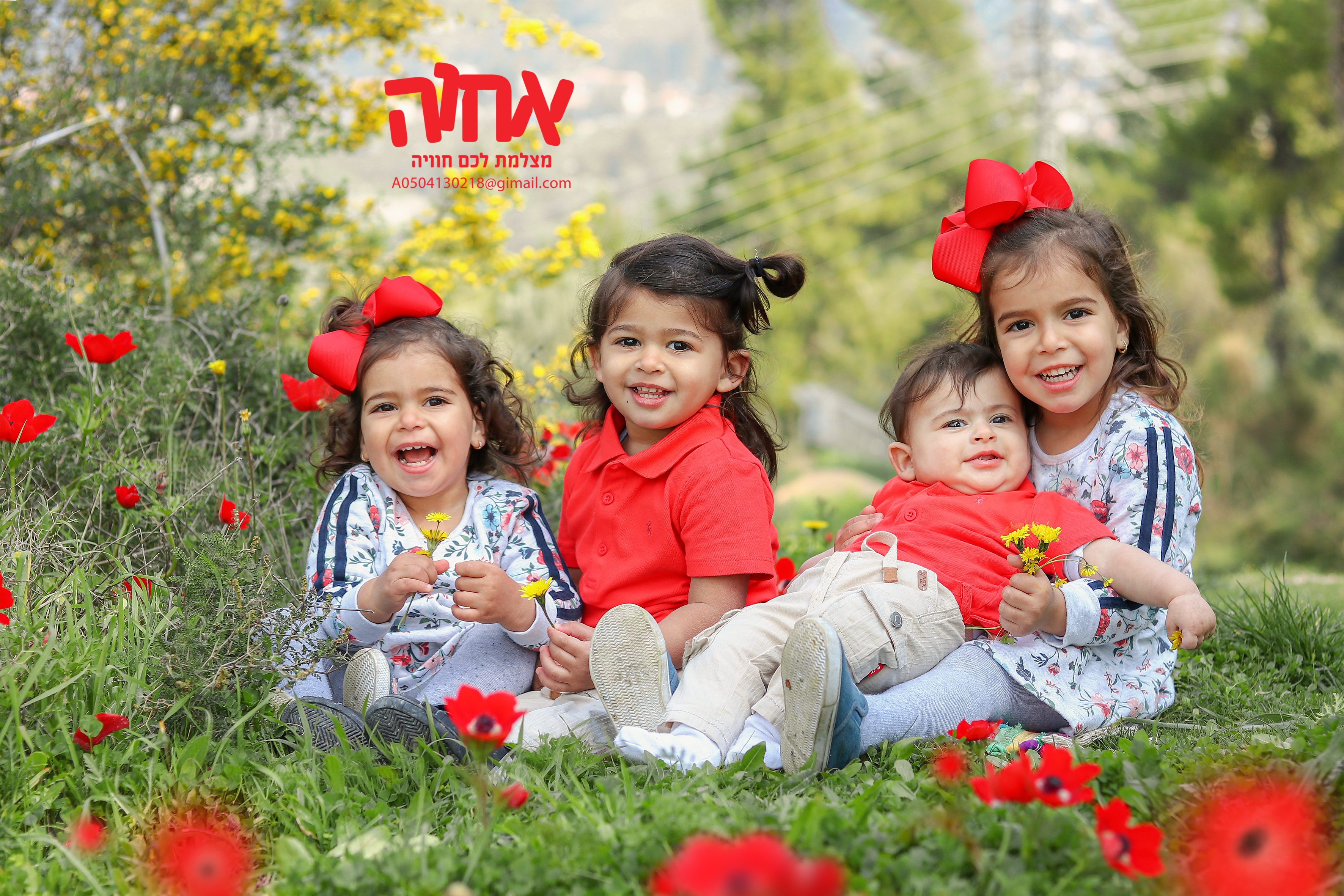 0504130218 כלניות 3.jpg