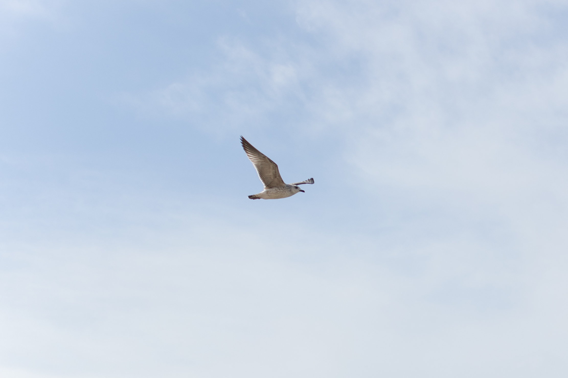 10שירה אהרוני צילום מקצועי.jpg