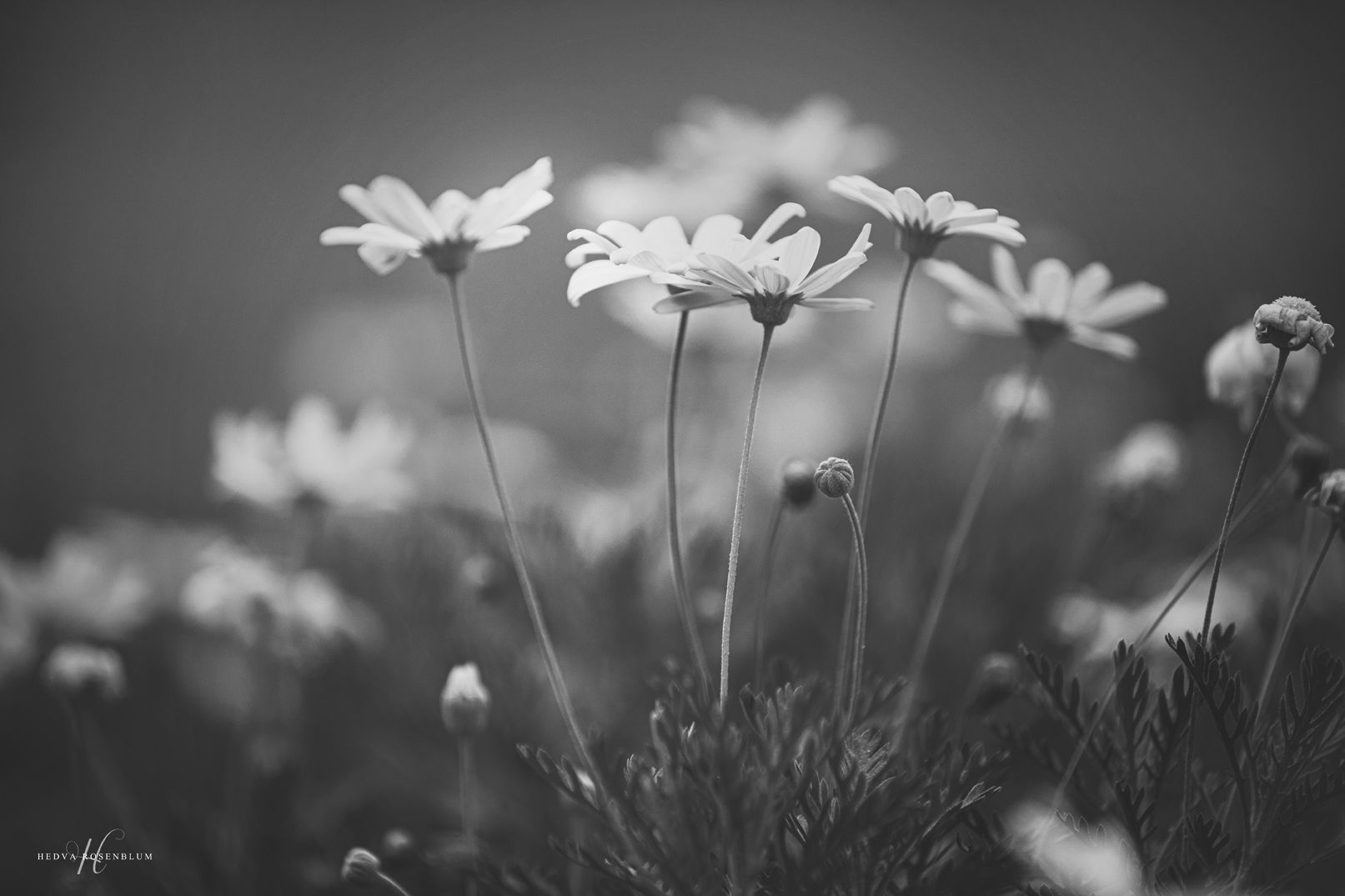 1N2A4627 מ של.jpg