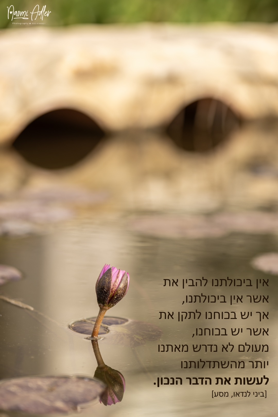 272.1 (Large) (1).jpg