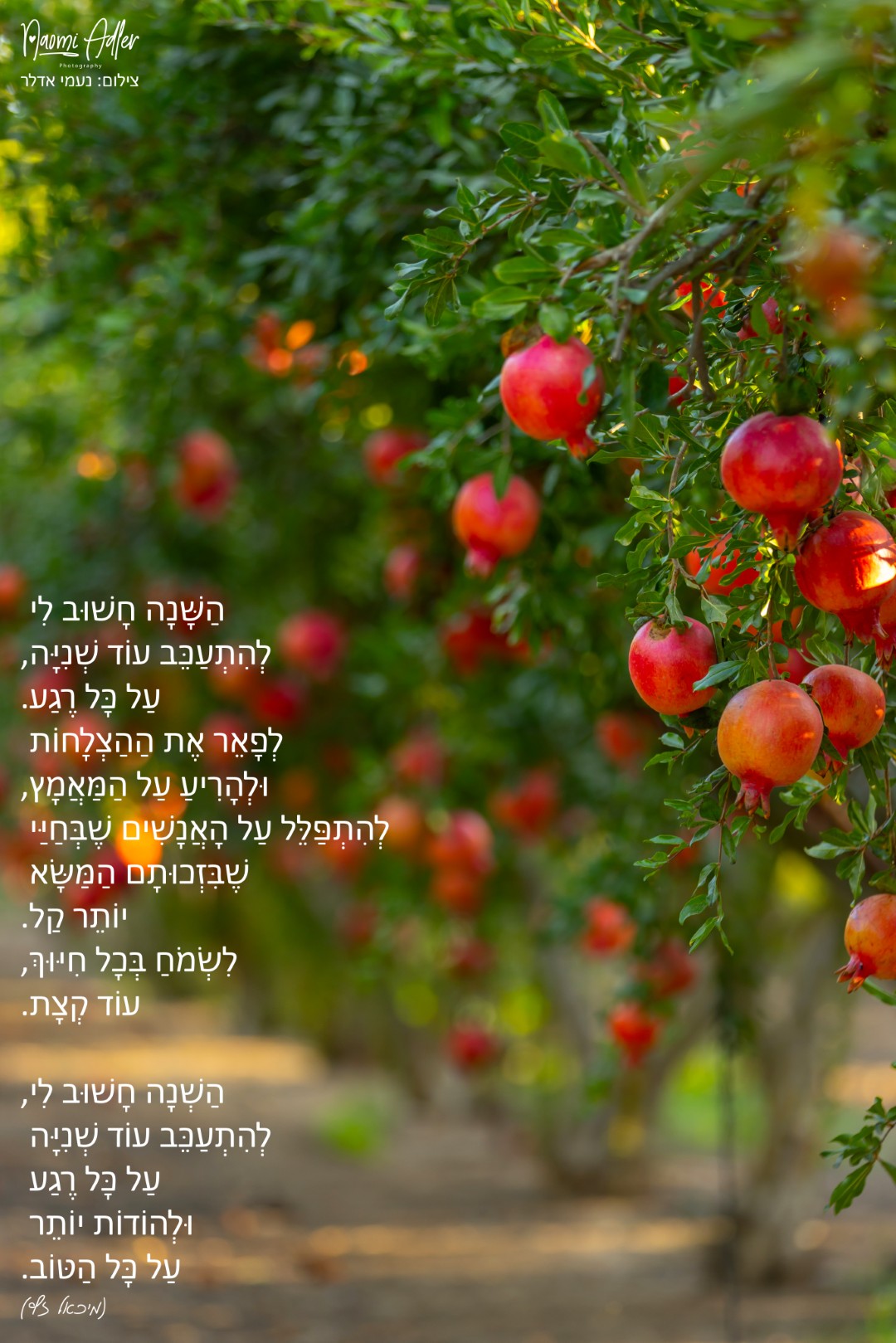 296 (גדול).jpg
