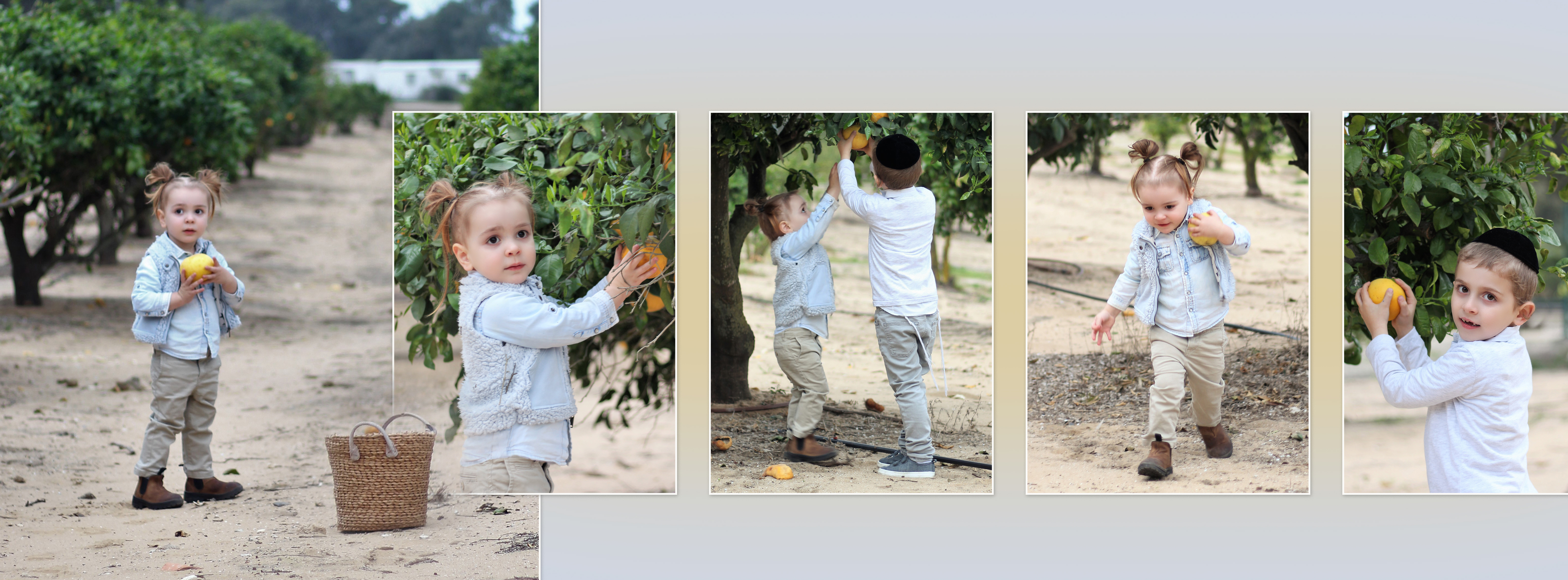 8 אלבום דיגיטלי לדוגמא -חלקה