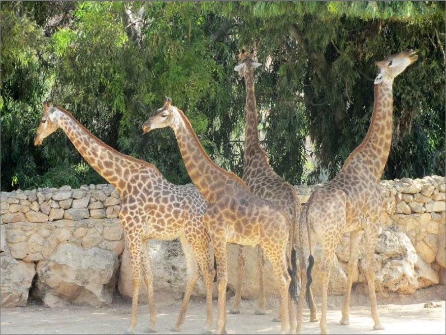 giraffes
