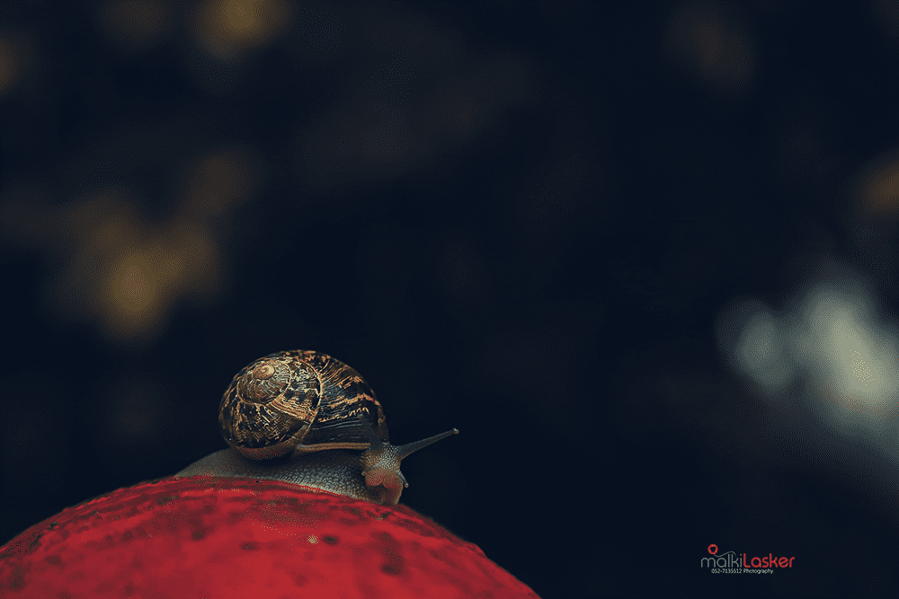 IMG_0049 Malki-Lasker.png