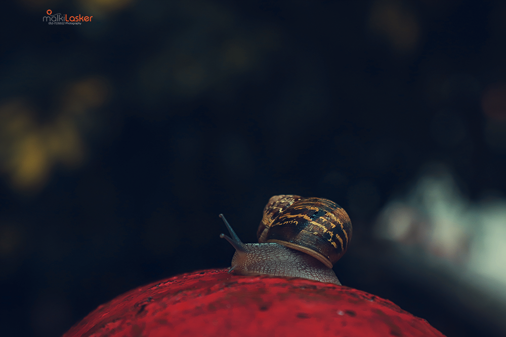 IMG_0052 Malki-Lasker.png