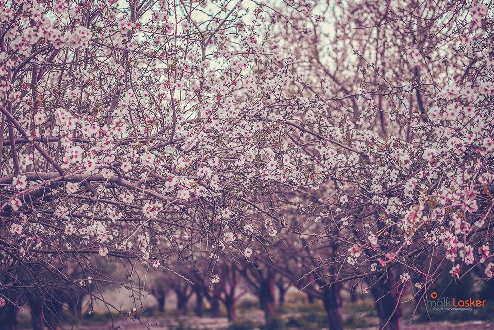 IMG_0414 Malki-Lasker .jpg