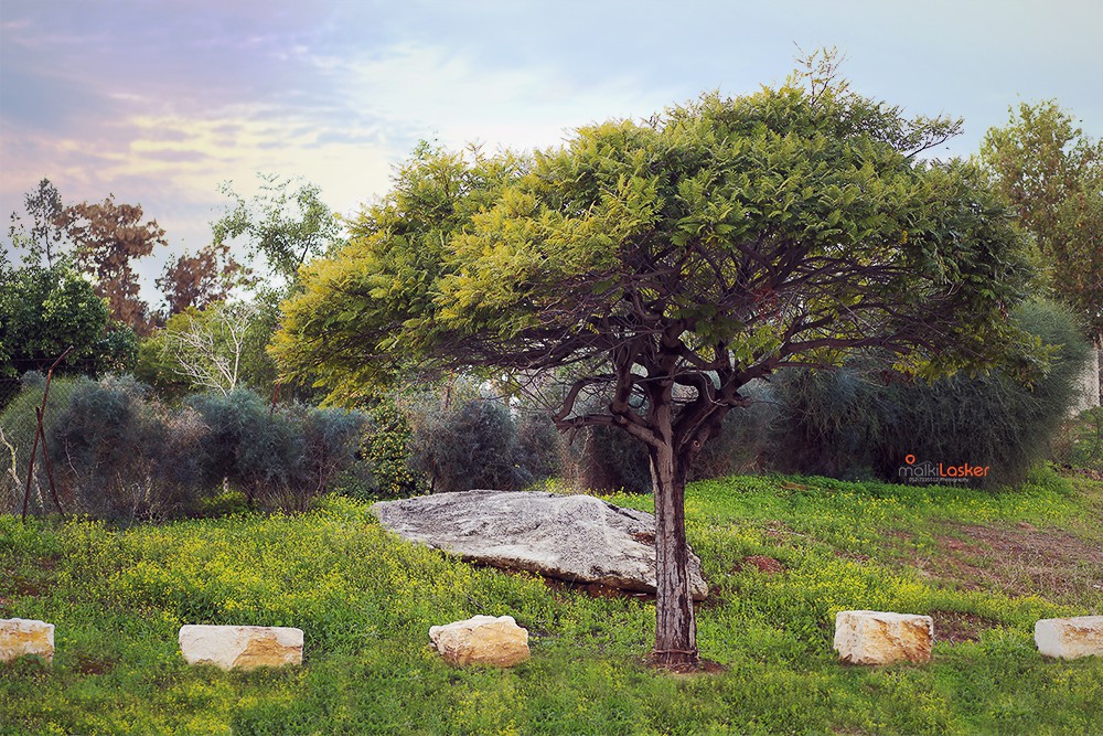 IMG_2728 MALKI_LASKER