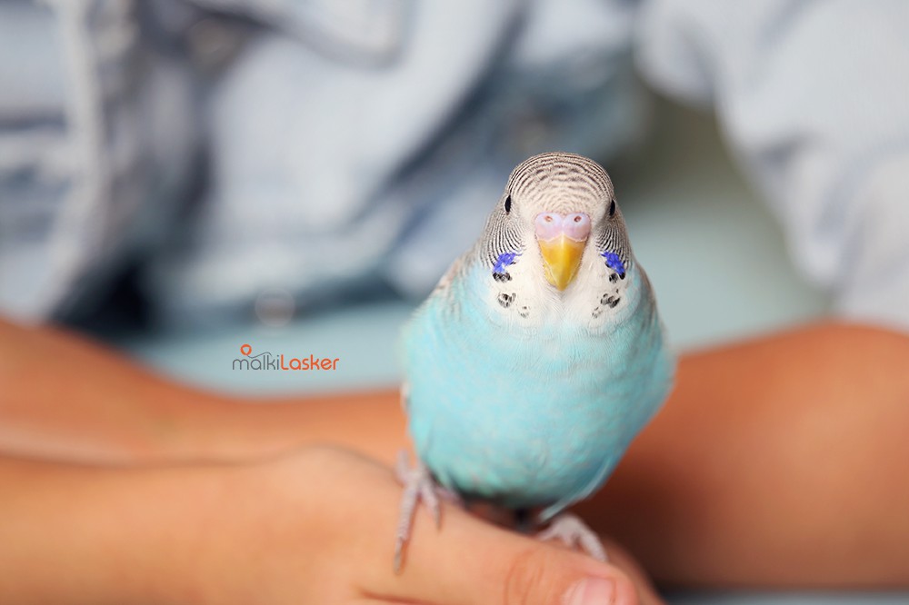 IMG_7013 Malki_Lasker