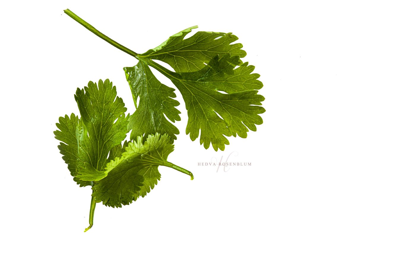 IMG_8343.jpg2.jpg מוקטן.jpg