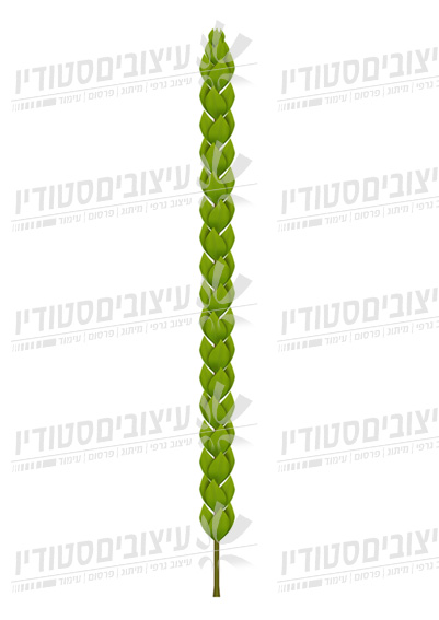 L684
הדס בודד