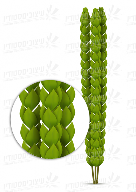 L685
אגודת הדסים