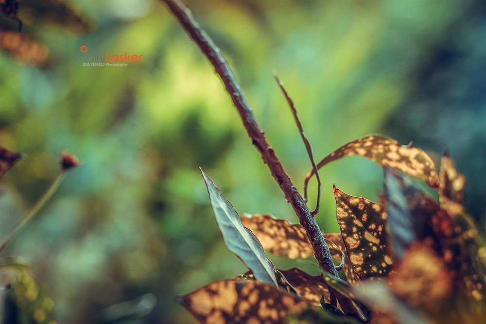 Malki-Lasker 4133 B + רוויה