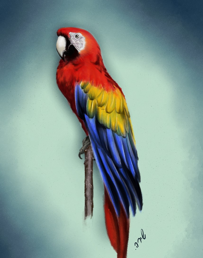 parrot.jpg