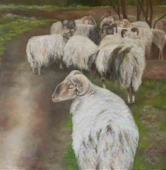SHEEP
