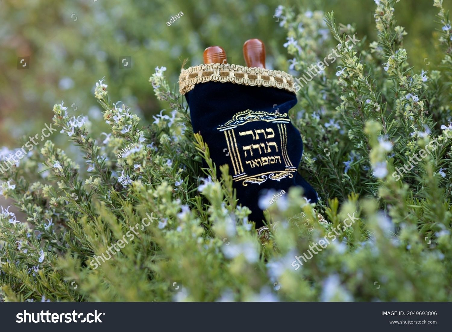 stock-photo-a-torah-scroll-placed-on-a-rosemary-bush-a-jewish-accessory-inscribed-in-hebrew-th...jpg