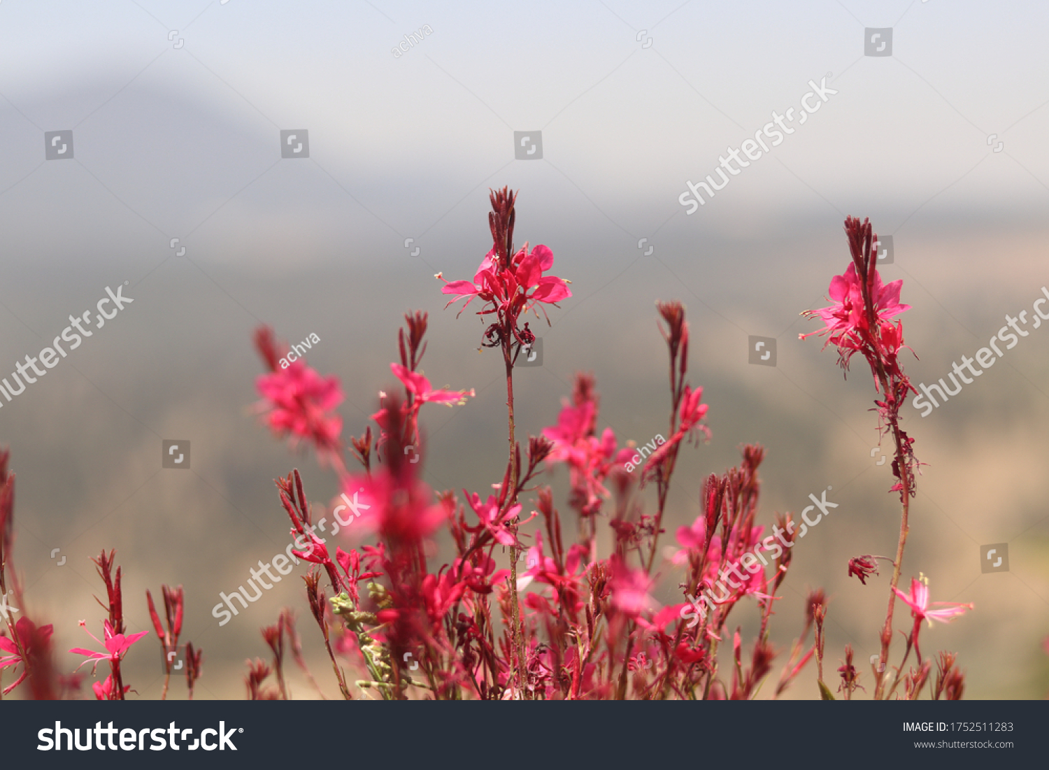 stock-photo-pink-flowers-in-nature-at-the-time-of-flowering-1752511283.jpg