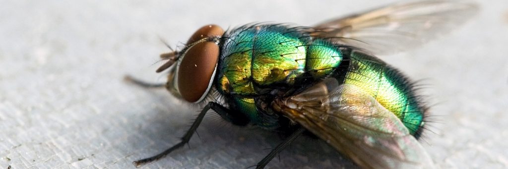 זבוב בוהקן ירוק - 054-2007181 - SOS הדברת מזיקים