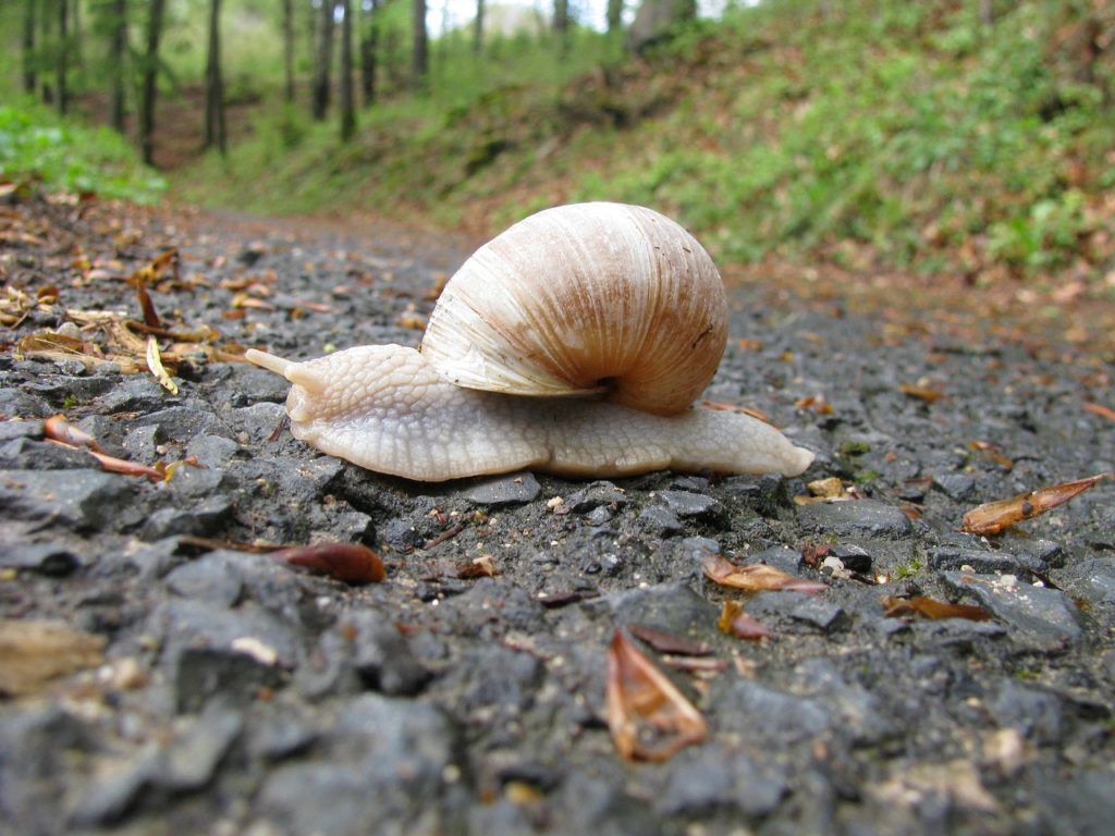 snail-2164278_1280-1024x768.jpg