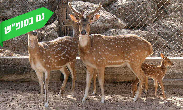 www.groo.co.il