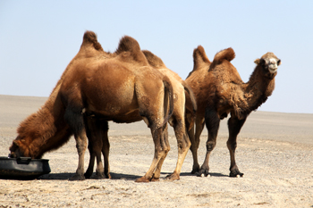 ZZD_camel-7w.jpg
