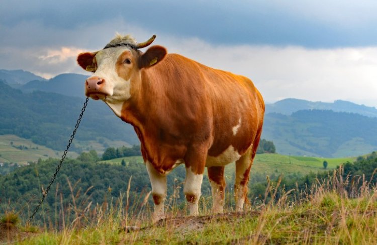 פרה (צילום: shutterstock)