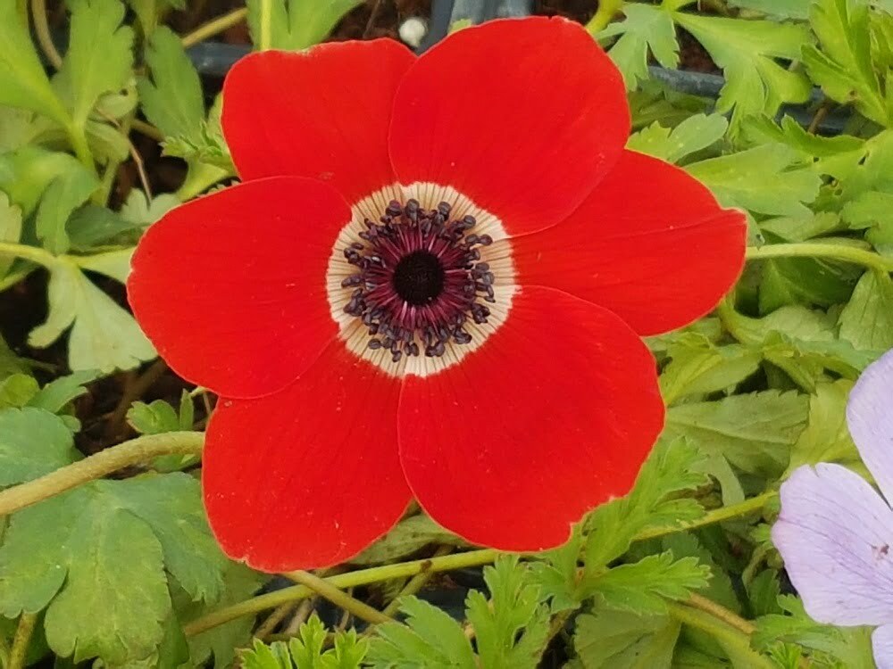 seedsfromzion.co.il