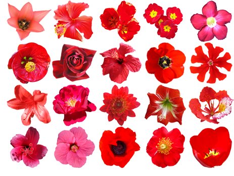 contactsheet_red_flowers.jpg