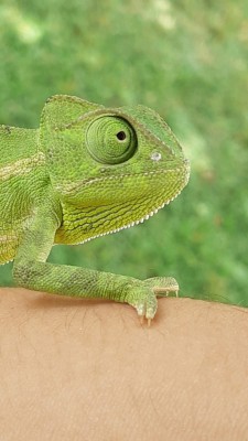 זיקית מצויה