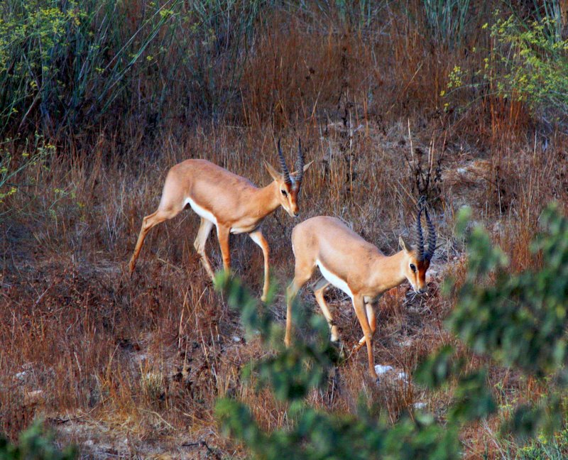 Gazelles.jpg